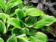 小花與昆蟲